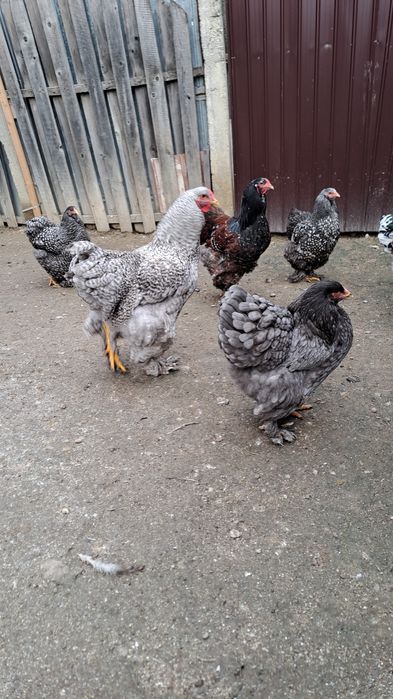 Brahma cauta casa noua