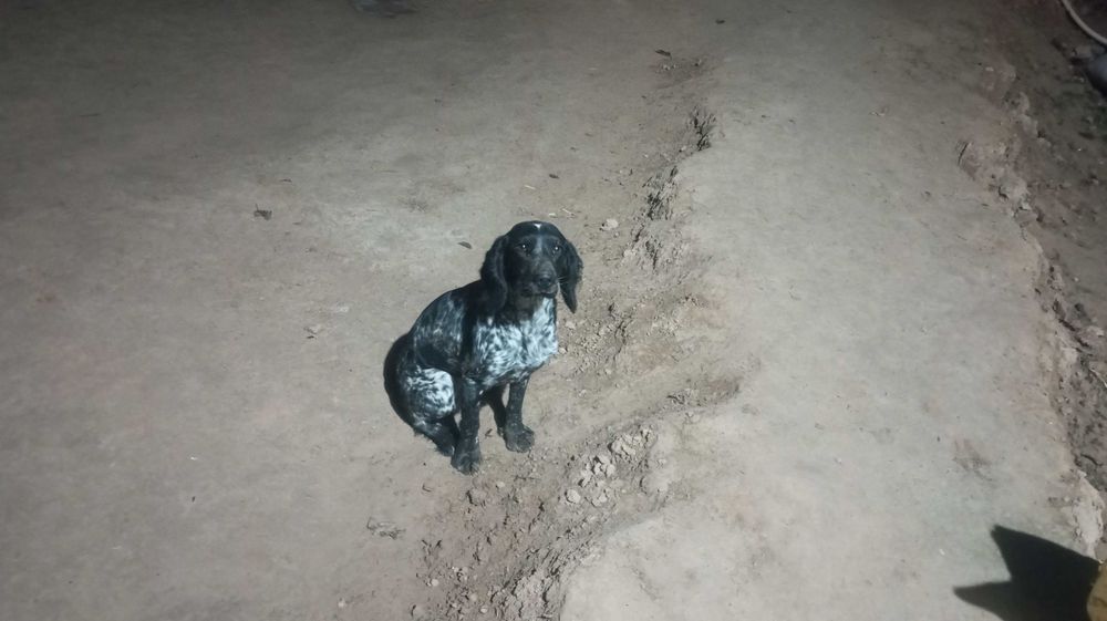 Ovchi it sotiladi 600 ming so'm