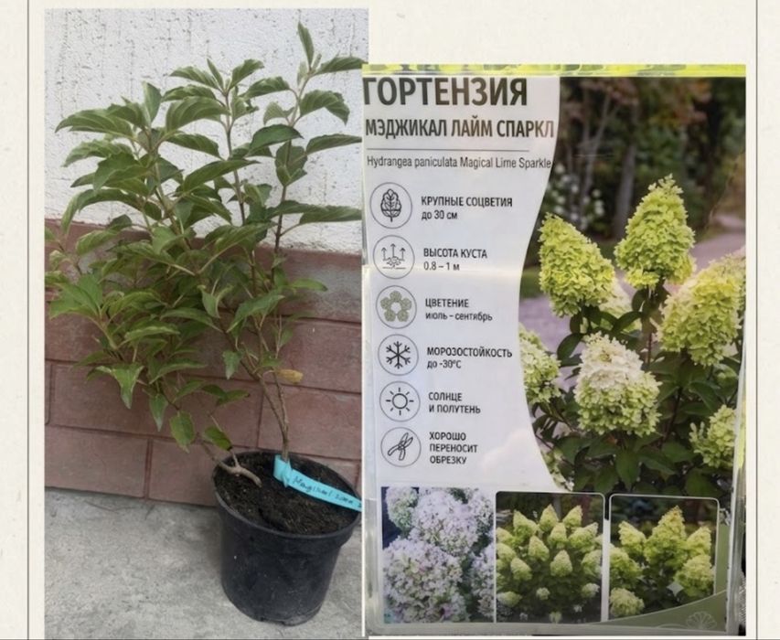 Гортензия мельчатая