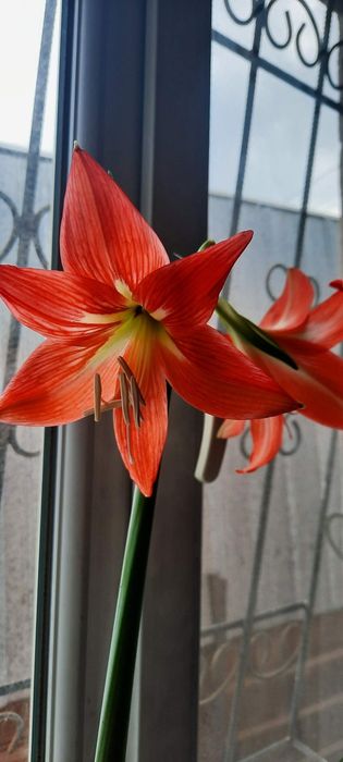 ГИППЕАСТРУМ,  Комнатные цветы