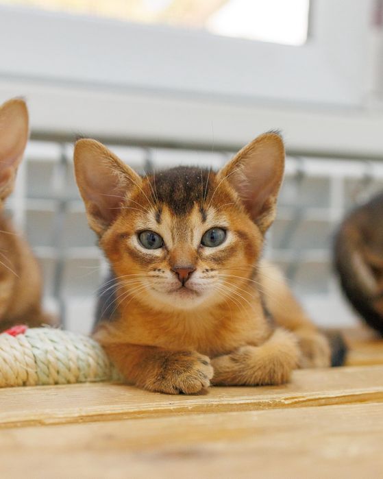 Котята Чаузи с документами