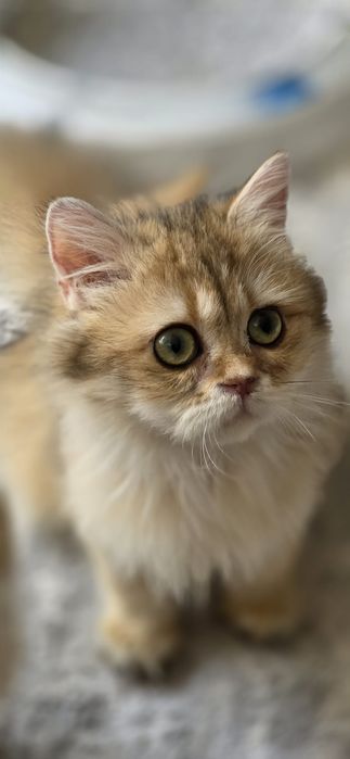 Fetita british longhair