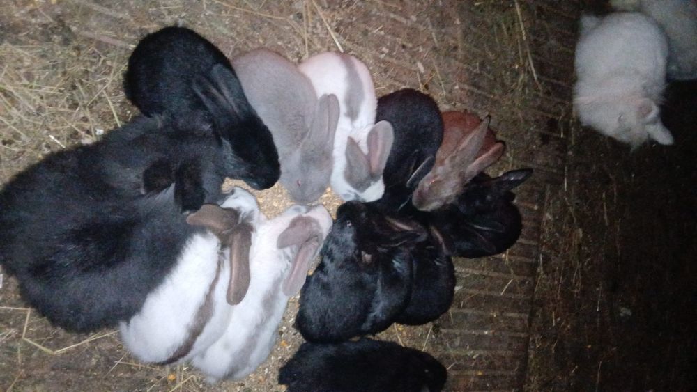 Disponibili iepuri diverse rase