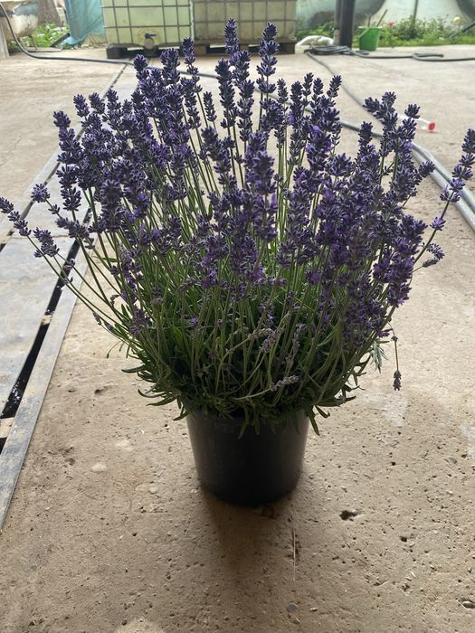 Lavanda fransuzkiy