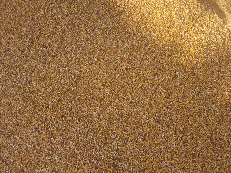 Vand porumb , recolta 2025