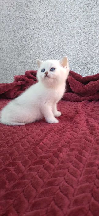 British shorthair chinchila silver cu ochi albastri