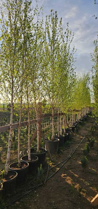 Plante ornamentale mesteacan argintiu  artar