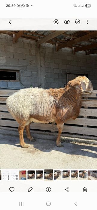 Продам Арашан Кашкар