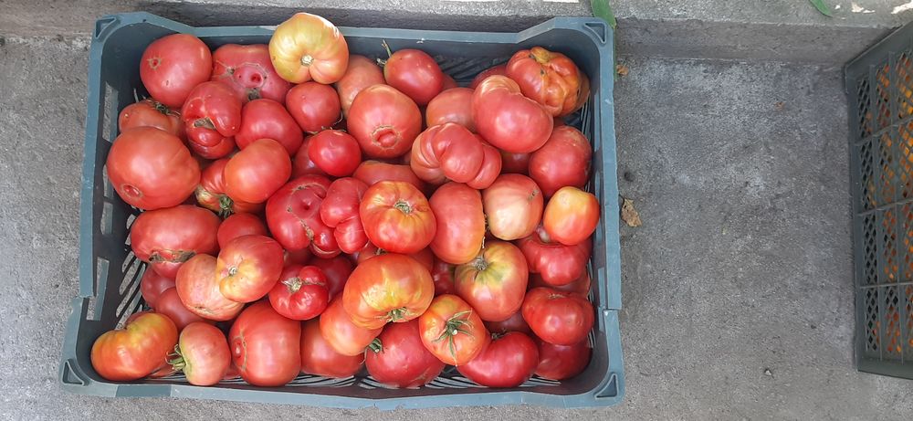 Продам помидоры свежие