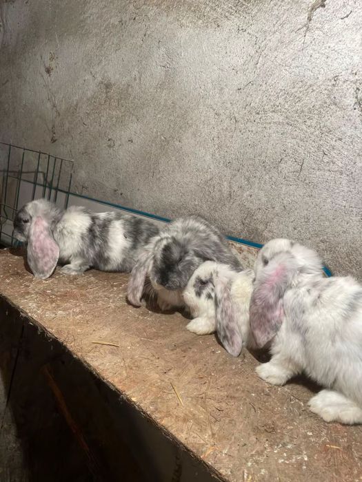 Iepuri Berbec German