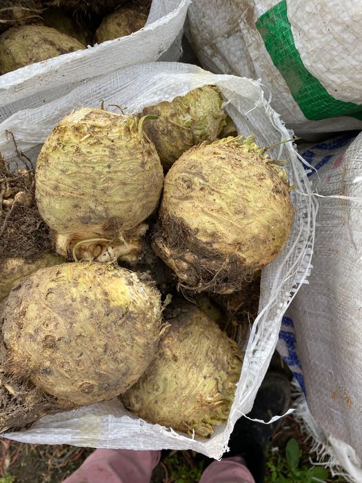 Țelină de vânzare de căpățână