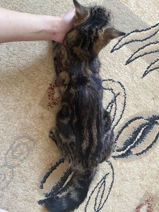 Шотландская прямоухая