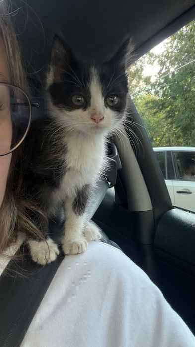 Котенок в добрые руки