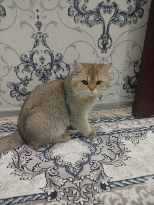 Vyazka qabul qilamz Zalataya shinshila toza zot