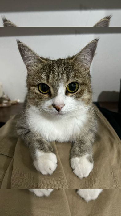 Кошка в хорошие руки