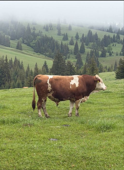 De vânzare doua vaci si un taur