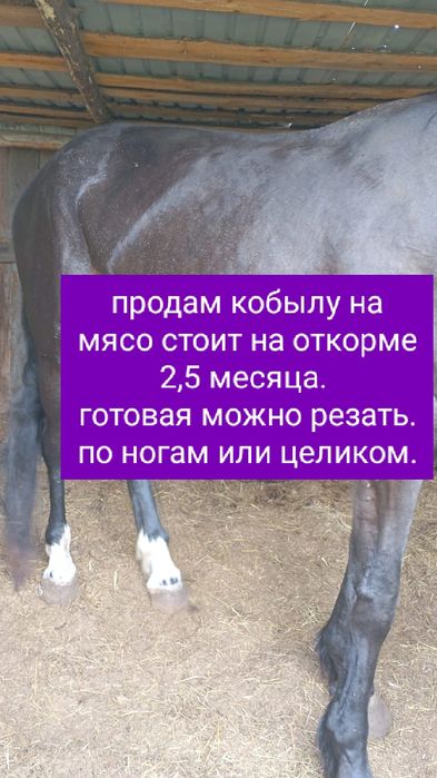 Кобыла с откорма