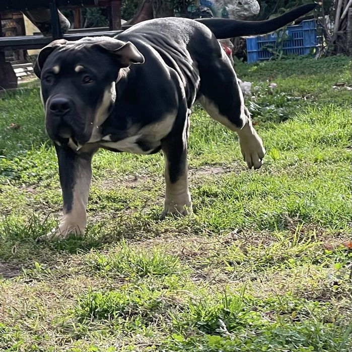 Американско були - покет