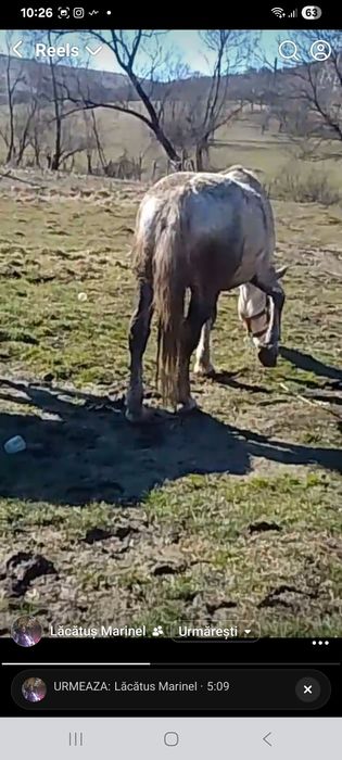 Iepe de vânzare  4 ani lipitana si cealalta 6 ani amandoua   36000 lei