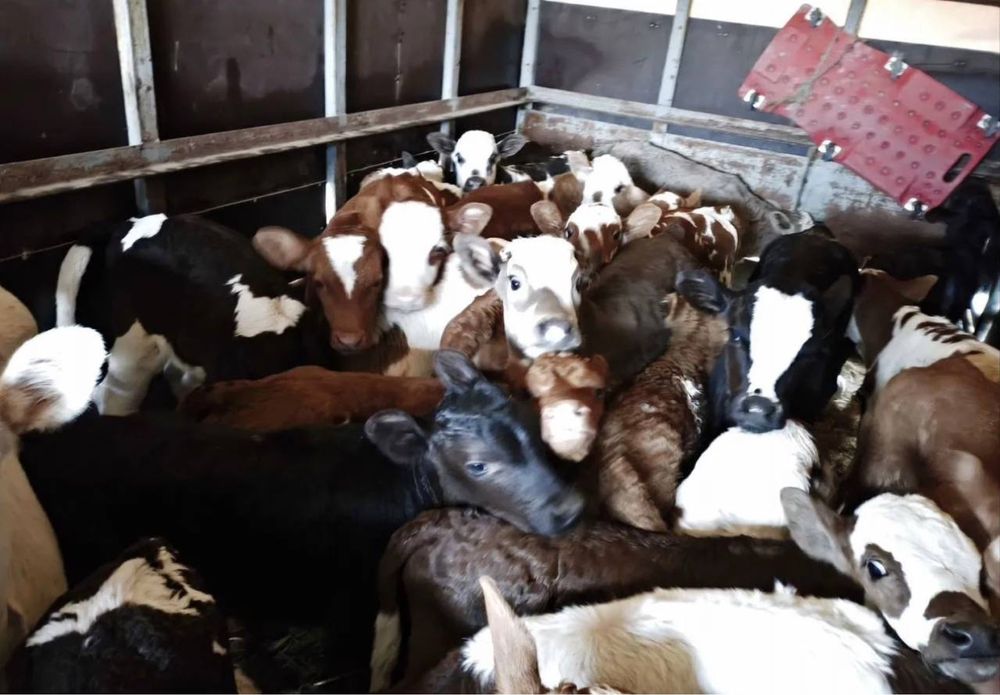 Продам телята абердин ангус молочный