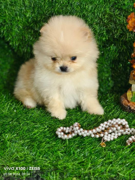 Продам щенков шпица.