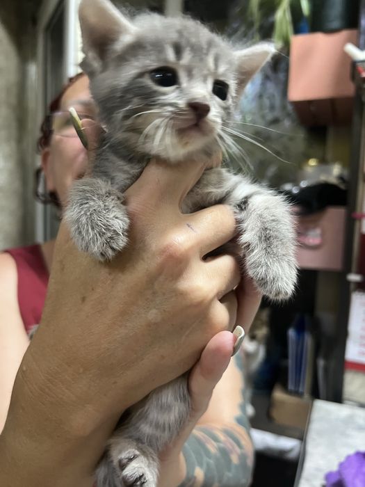 Отдаю котят в добрые руки