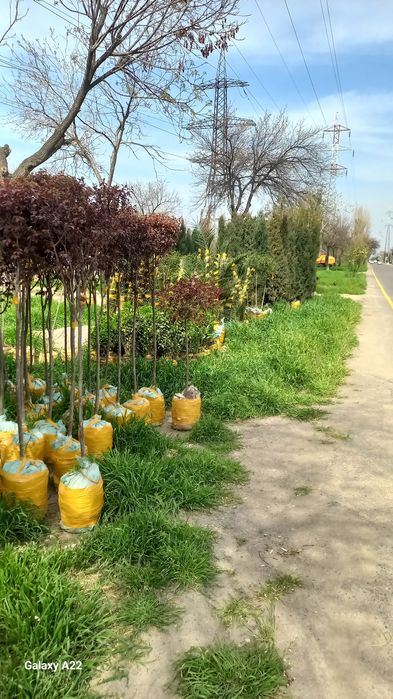 Asalomu alekum vevalik ko‘chatlar bor 250000