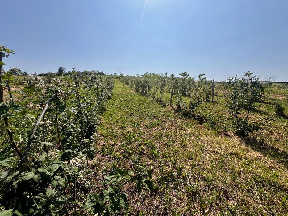 Teren de vânzare la 30 km de Bistrita