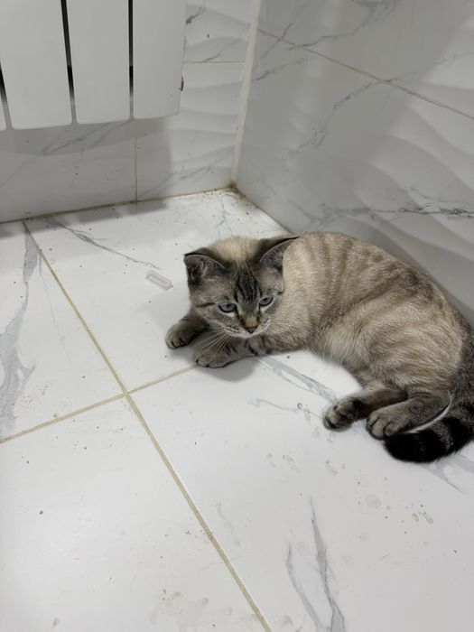 Отдаю кота даром