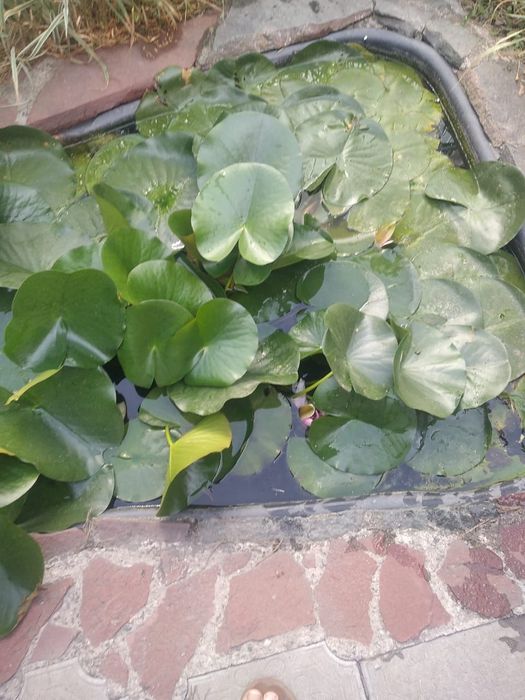 Продам водяную лилию