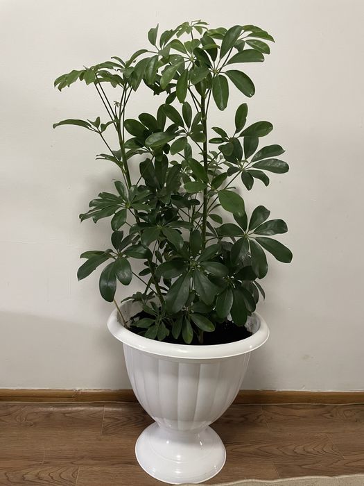 Комнатые растения