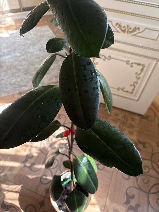 фикус эластика комнатное растение