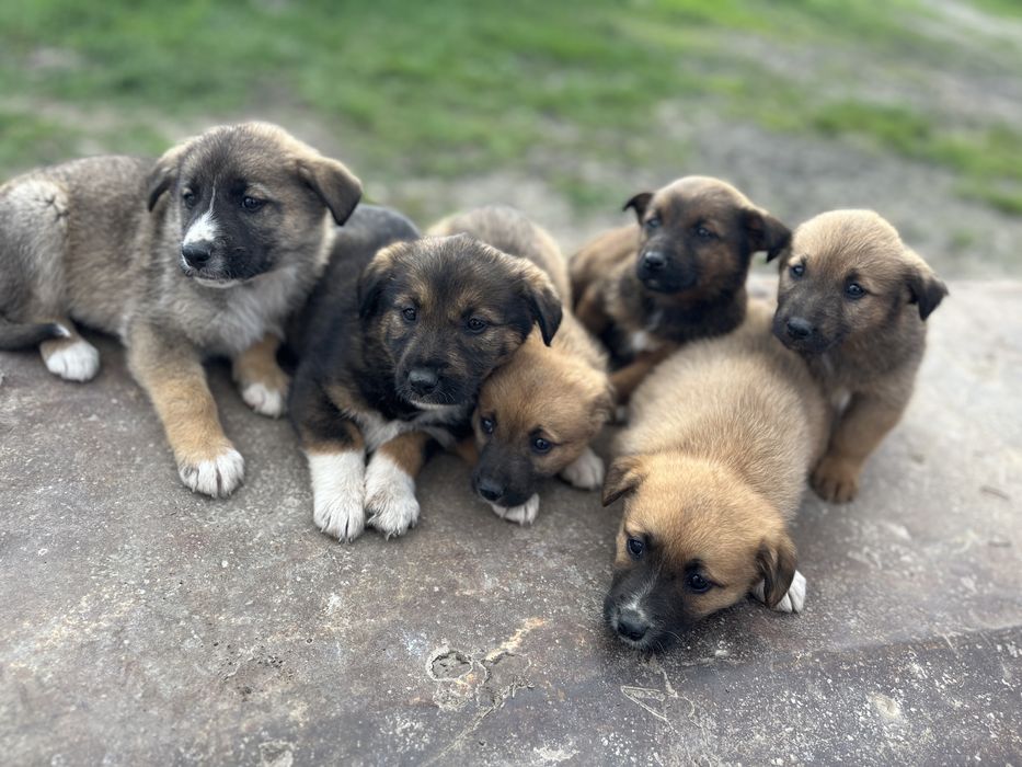 Adoptie caini-2 luni