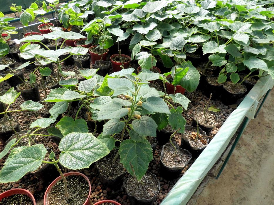 De Nova Agro предлагает рассады быстрорастущего дерева Павловния