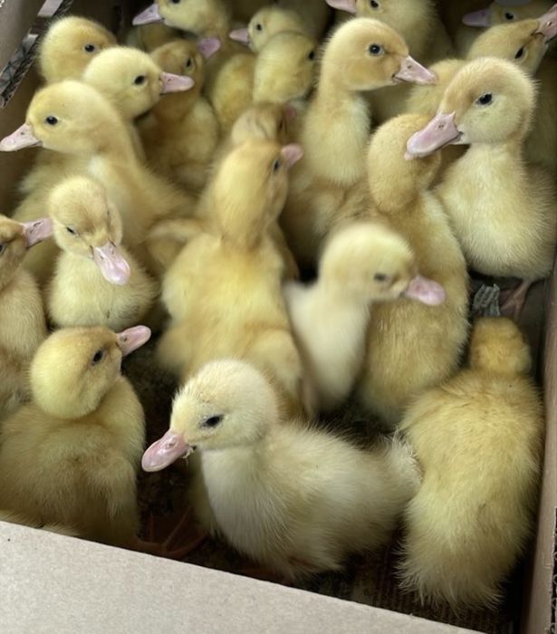 28 марта старт продаж цыплят