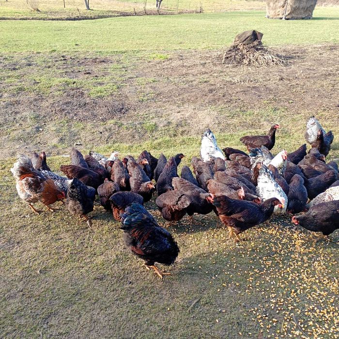 Puice rhode island, cocoși Wyandotte