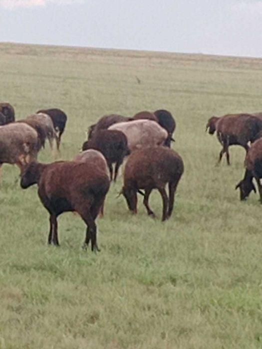 Продам баранов срочно