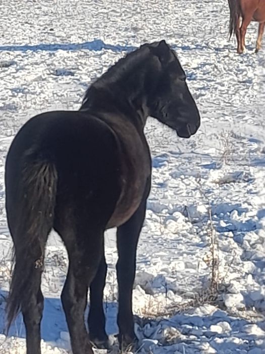 ЖЕРЕБЕЦ  табуный