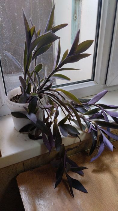 Продам комнатные цветы