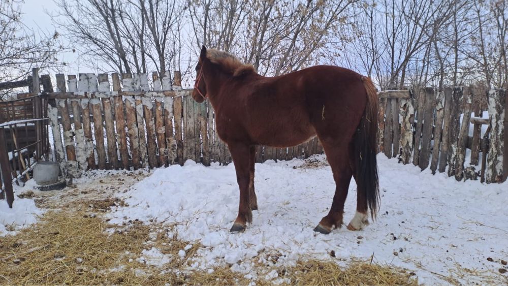 Продам коня обучен