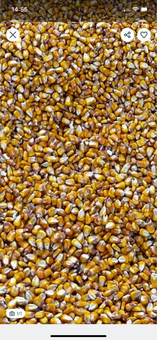 Vând porumb , grâu , orz , ovaz