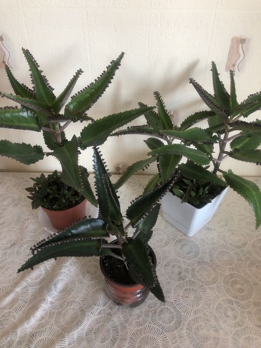 Продам каланхоэ лечебный