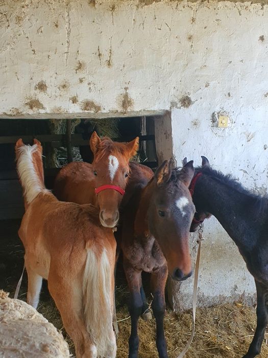 Тойлар сотилади.