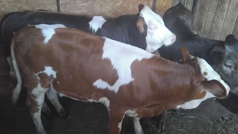 Vând 3 viței din monta artificială