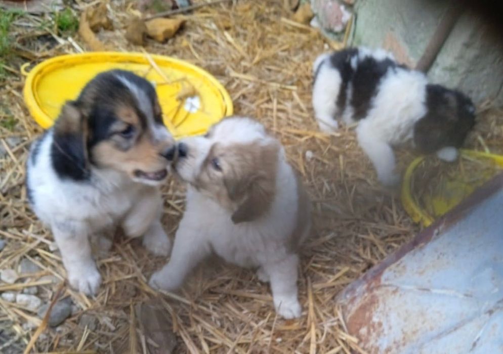 Spre adopție: 4 căței adorabili își caută o familie!
