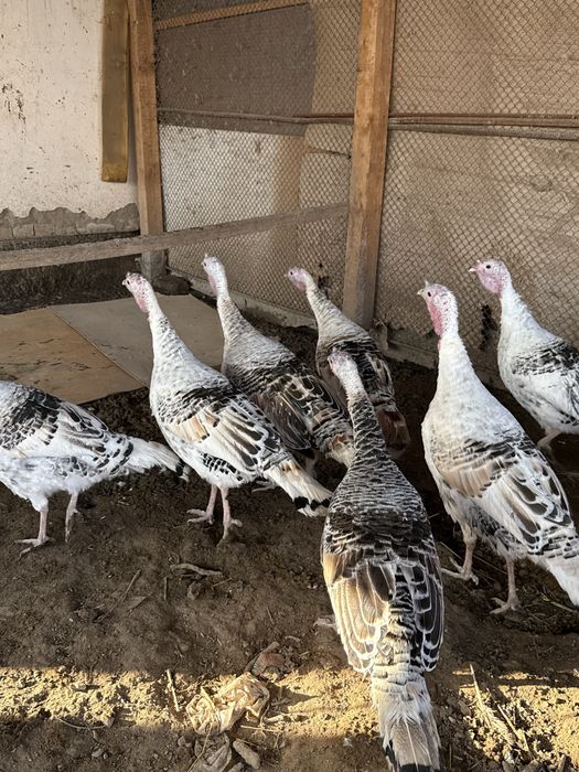 Индюк сатылады 11 шт