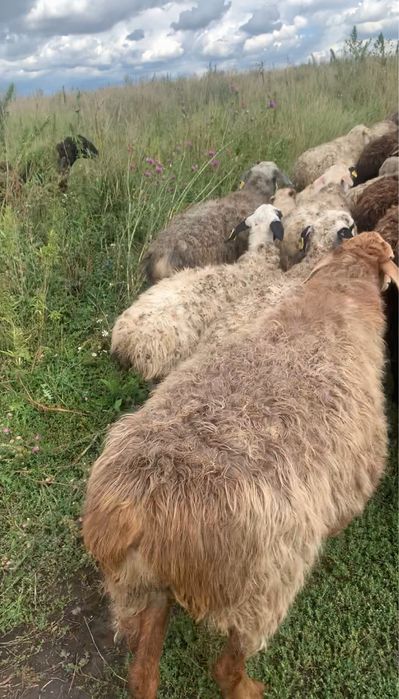 Продам баран хорошие