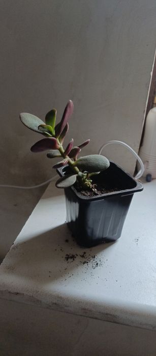 Продаю денежное дерево, хлорофитум, Город