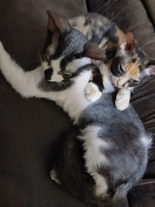 Котята сфинкс Браш