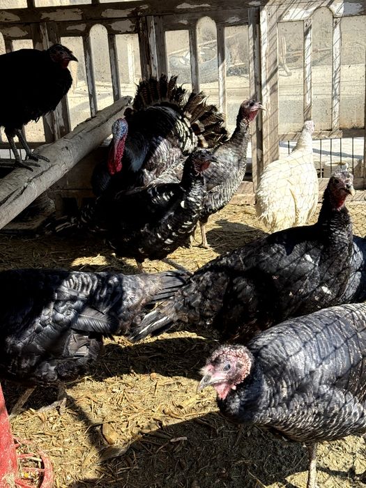 Индюклар сотилади Тоза парода